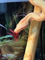 5 ft albino boa constrictor needs a new loveable home!