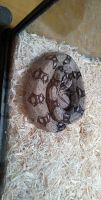 Boa constrictor Reptiles for sale in Sun City, AZ 85374, USA. price: $170