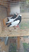 Bobwhite Quail Birds for sale in Conyers, GA, USA. price: $50