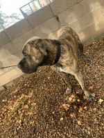 Boerboel Puppies for sale in Tempe, AZ, USA. price: $1,500