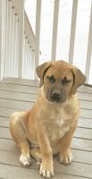 Boerboel Puppies for sale in Catonsville, MD, USA. price: $1,500
