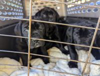 Boerboel Puppies for sale in Redding, CA, USA. price: $1,500