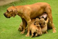Boerboel Puppies for sale in 3340 Cauble Rd, Salisbury, NC 28144, USA. price: $150