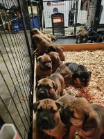 Boerboel Puppies for sale in Houston, Texas. price: $3,500