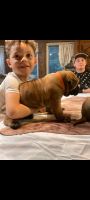 Boerboel Puppies for sale in Chicago, Illinois. price: $3,500