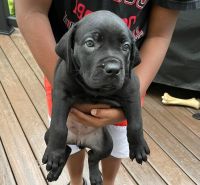 Boerboel Puppies for sale in Charlotte, NC, USA. price: $250