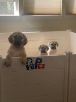Boerboel Puppies Photos
