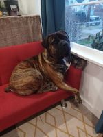Boerboel Puppies for sale in Seattle, Washington. price: $4,000
