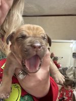 Boerboel Puppies for sale in Flemingsburg, KY 41041, USA. price: $4,000