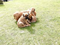 Boerboel Puppies for sale in Norwalk, CA, USA. price: NA