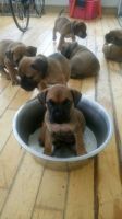 Boerboel Puppies for sale in Florida Blvd, Baton Rouge, LA, USA. price: $450
