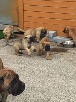 Boerboel Puppies Photos