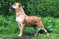 Boerboel Puppies for sale in Sidney, NY, USA. price: $1,500