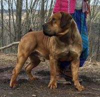 Boerboel Puppies for sale in Sidney, NY, USA. price: $3,000
