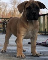 Boerboel Puppies for sale in Hartford, CT 06143, USA. price: $600