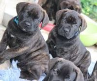 Boerboel Puppies for sale in Tambaram, Chennai, Tamil Nadu, India. price: 80,000 INR