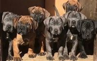 Boerboel Puppies for sale in Surat, Gujarat, India. price: 80,000 INR