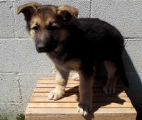 Bohemian Shepherd Puppies for sale in Adell, WI 53001, USA. price: NA