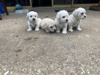 Bolognese Puppies for sale in Lewisville, TX, USA. price: $600