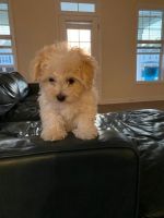 Bolognese Puppies for sale in Daphne, AL, USA. price: $1,500