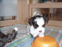 Bolognese Puppies for sale in Alton, ME 04468, USA. price: $600