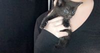 Bombay Cats for sale in Dearborn Heights, MI, USA. price: $200