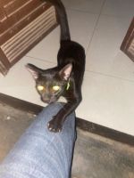 Bombay Cats Photos