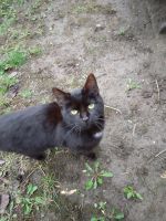 Bombay Cats for sale in Auburn, Indiana. price: NA