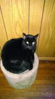 Bombay Cats for sale in Windsor, ON, Canada. price: $40