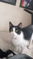 Bombay Cats for sale in Bakersfield, CA, USA. price: $60