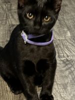 Bombay Cats for sale in DeLand, Florida. price: NA