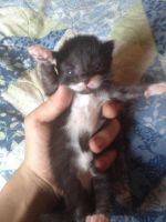 Bombay Cats for sale in Mitchellville, MD, USA. price: $400
