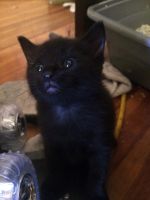Bombay Cats for sale in Hartford, CT, USA. price: $100