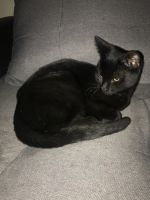 Bombay Cats for sale in Tucson, AZ, USA. price: $10