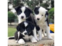 Border Collie Puppies for sale in S Carolina St, Avon Park, FL 33825, USA. price: $200