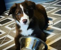 Border Collie Puppies for sale in Grundy, VA 24614, USA. price: $750