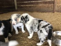 Border Collie Puppies for sale in Homestead, FL, USA. price: $1,200