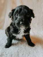 Border Collie Puppies for sale in Portland, TN 37148, USA. price: $475