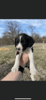 Border Collie Puppies for sale in Edgerton, MO 64444, USA. price: $120
