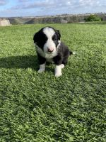 Border Collie Puppies for sale in San Diego, CA, USA. price: $800