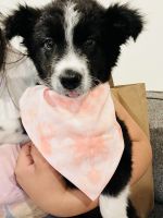 Border Collie Puppies for sale in Gilroy, CA 95020, USA. price: NA