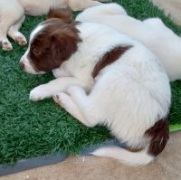 Border Collie Puppies for sale in Blythe, CA, USA. price: $2