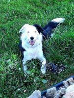 Border Collie Puppies for sale in Kersey, PA 15846, USA. price: $200