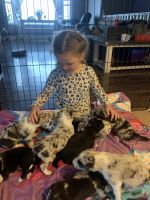 Border Collie Puppies for sale in Mission, BC, Canada. price: $2,000