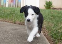Border Collie Puppies for sale in Spartanburg, SC, USA. price: $800