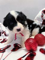 Border Collie Puppies for sale in Enumclaw, Washington. price: NA