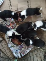 Border Collie Puppies for sale in South Windham, Connecticut. price: $700