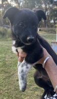 Border Collie Puppies for sale in Orange, New South Wales. price: $180