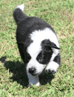 Border Collie Puppies for sale in Redcliffe, Queensland. price: $1,200