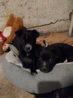 Border Collie Puppies for sale in Pueblo, Colorado. price: $300